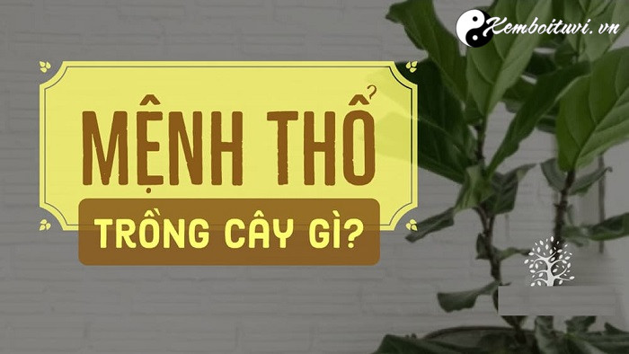 Mệnh Thổ nên trồng cây gì?