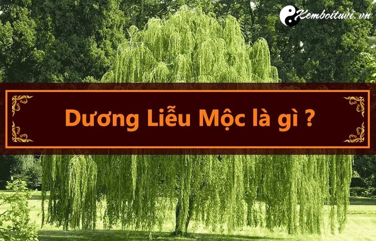 menh-duong-lieu-moc-la-gi