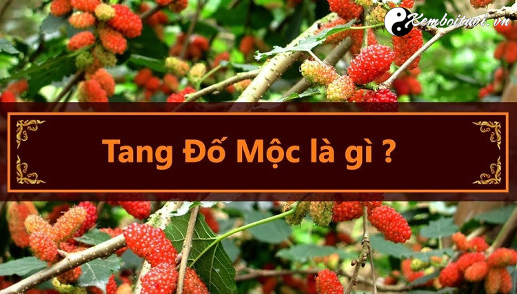 menh-tang-do-moc-co-nghia-la-gi